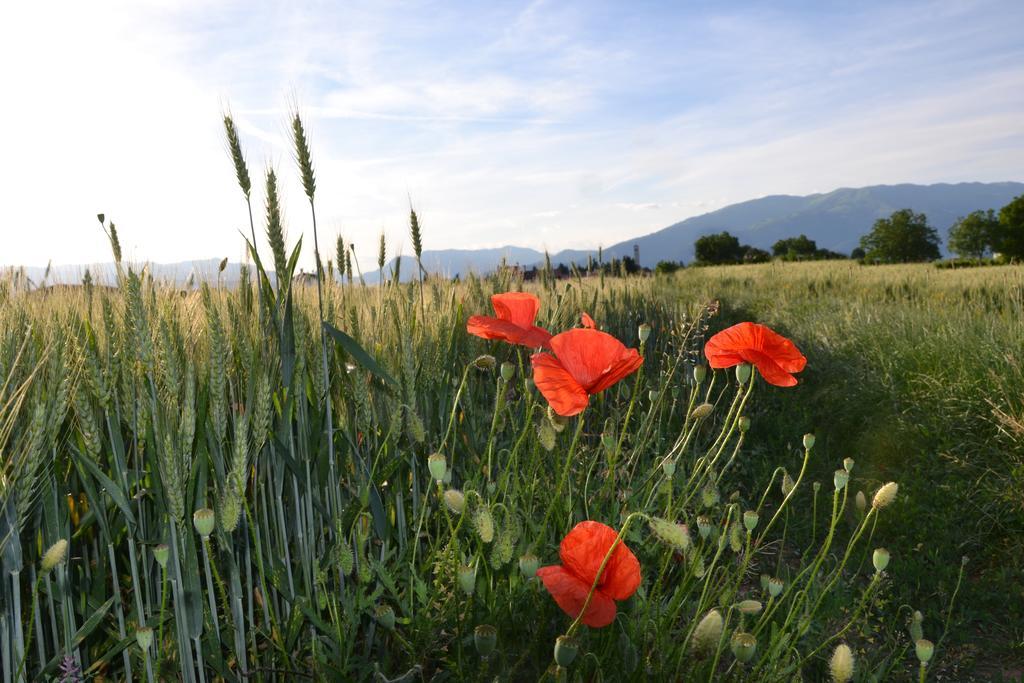Bed And Breakfast Villa Novella Crocetta del Montello Екстериор снимка